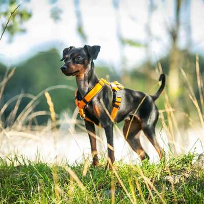 Hundetreffen-Social Walk Quedlinburg/Blankenburg/Wernigerode-Bild