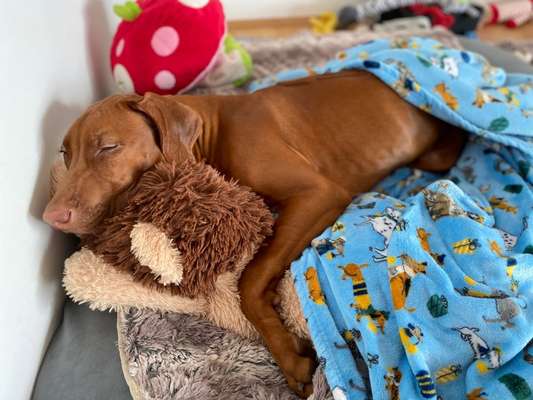 Rhodesian Ridgeback-Beitrag-Bild