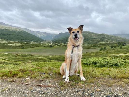 Hundetreffen-Gegenseitiges Hundesitten-Bild