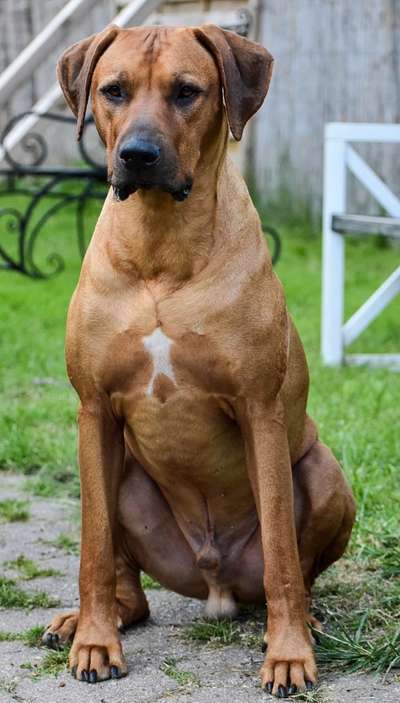 Hunderunde-Beitrag-Bild