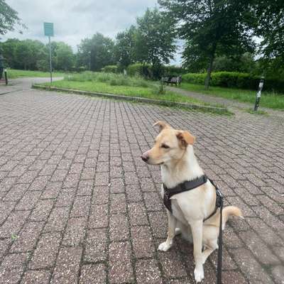 Hundetreffen-Social walk / play date-Bild