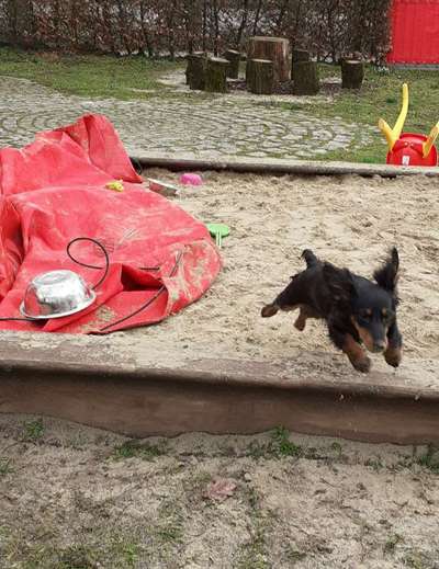 Welpen Bilder !-Beitrag-Bild