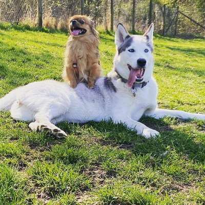 Hundetreffen-Playdate-Bild