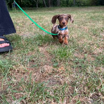 Hundetreffen-Spiel und Sozialisierung in Linden-Bild