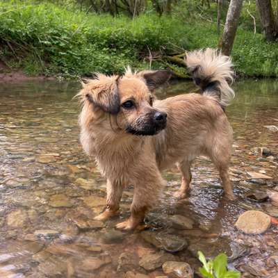 Hundetreffen-Treffen zum Üben von Hundekontakten-Bild