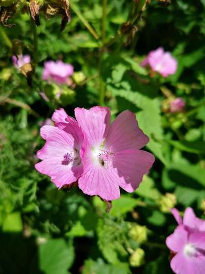 Die wunderschöne Welt mit Hund.-Beitrag-Bild