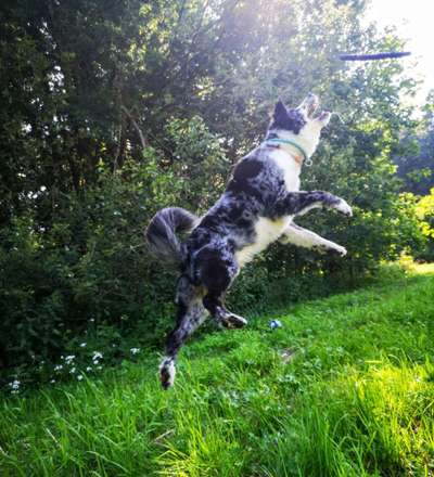 Die Dogorama Wochen Challenge-Beitrag-Bild