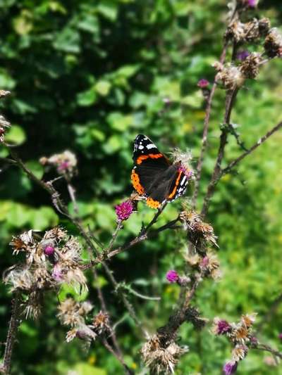 Die wunderschöne Welt mit Hund.-Beitrag-Bild