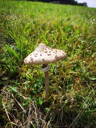 Die wunderschöne Welt mit Hund.-Beitrag-Bild