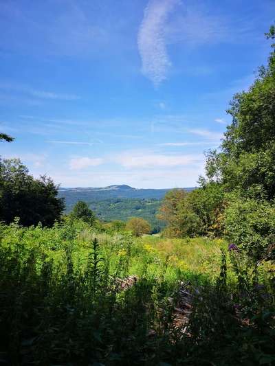 Die wunderschöne Welt mit Hund.-Beitrag-Bild