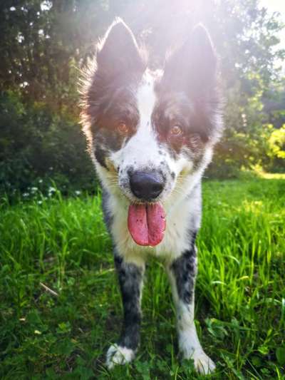 Rassen und ihre Eigenschaften-Beitrag-Bild