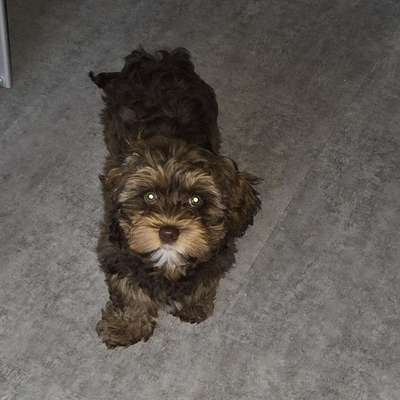 Hundetreffen-Ängstliche Welpe 5 Monate sucht "Freunde":)-Profilbild