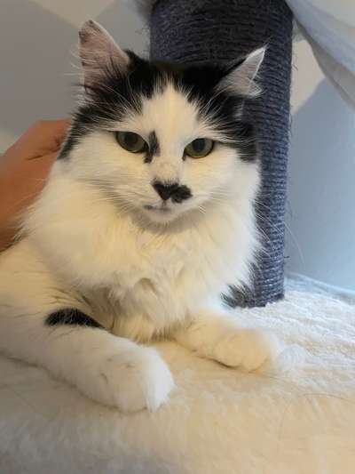 %{de_profession_title}-Mobile Tierbetreuung-Bild