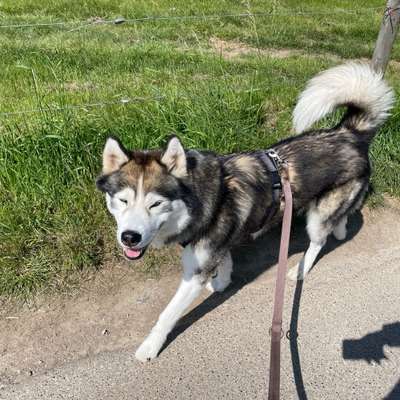 %{de_profession_title}-Gassi-Service-Bild