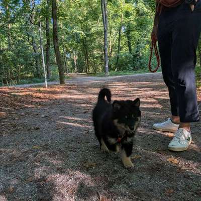 Hundetreffen-Walk/ play with potential friends-Bild