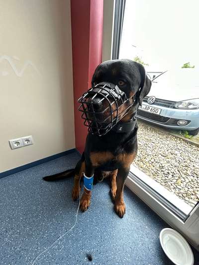 Maulkorb rauf - Vorurteile runter-Beitrag-Bild