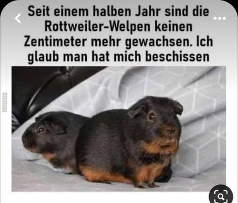 Hunde Memes-Beitrag-Bild