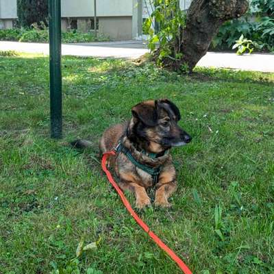 Hundetreffen-Waldi sucht Freund*innen :)-Bild