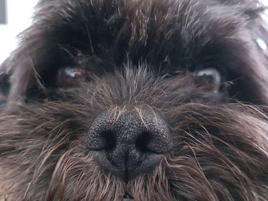 Zeigt mir die tollste Nahaufnahme von eurer Fellnase-Beitrag-Bild