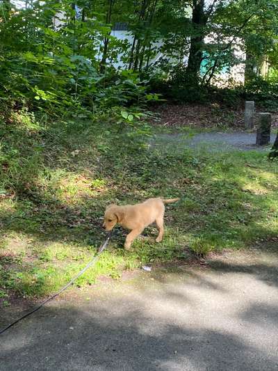 Hundetreffen-Welpentreff im Greifpark 🐶-Bild