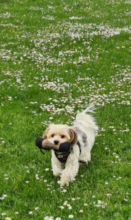 Fotochallange 63: "Dein blühendes Hündchen"-Beitrag-Bild