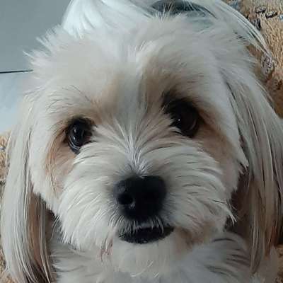 Dogorama Photo Challenge - Hundeblick zum hinschmelzen-Beitrag-Bild