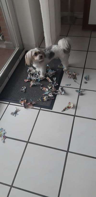 Zeig mir, dass du mit einem hund zusammenlebst....-Beitrag-Bild