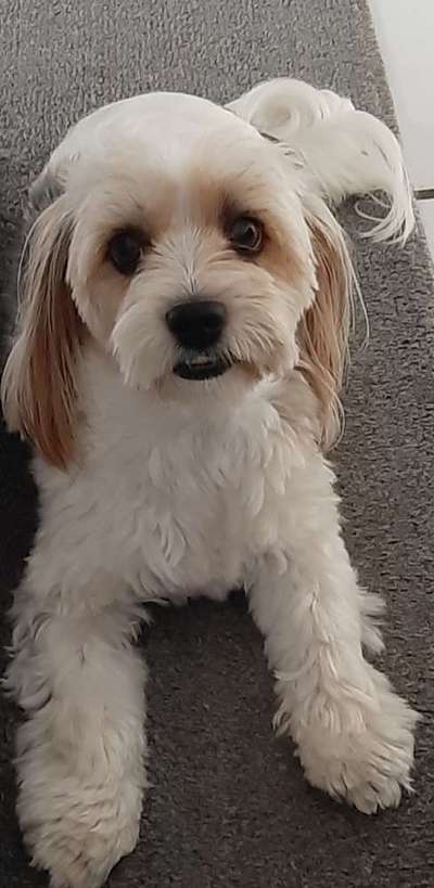 Mischlingshunde Foto Aufruf-Beitrag-Bild