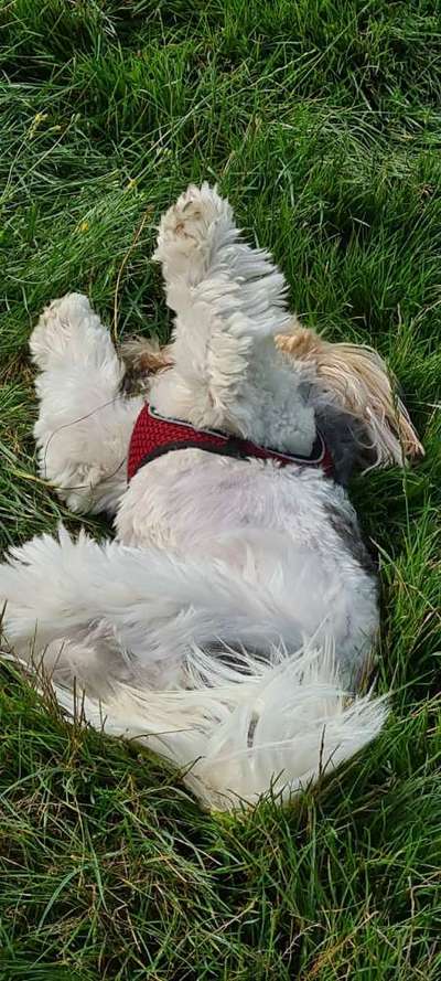 Die Dogorama Wochen Challenge-Beitrag-Bild