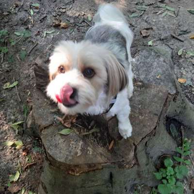 Fotochallenge Nr. 59 - Mein Hund zeigt die Zunge-Beitrag-Bild