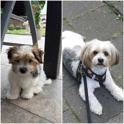 Welpenfotos-Beitrag-Bild