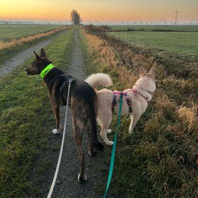 Hundetreffen-Social Walks, Training, Canicross, …-Bild