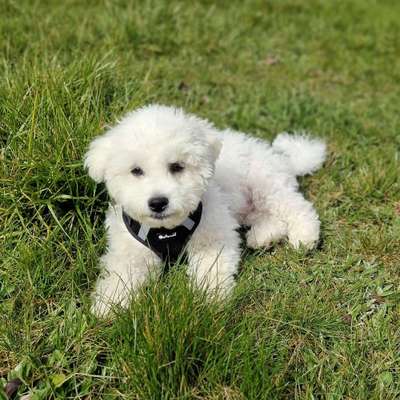 Hundetreffen-Welpen-/Junghundetreff-Bild