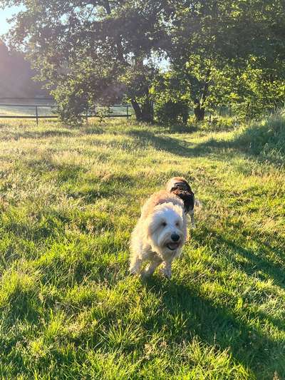 Hundetreffen-Gassi- oder Spielerunden-Bild