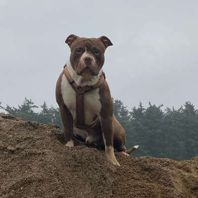 Hundetreffen-Bully treffen-Bild