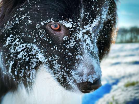 Die Dogorama Wochen Challenge: “Dein Hund im Urlaub”-Beitrag-Bild