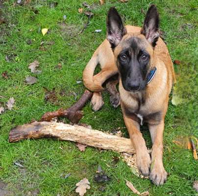 Zeigt eure Malinois!!!-Beitrag-Bild