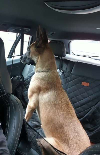 Foto Challenge Thema "Hunde im Auto"-Beitrag-Bild