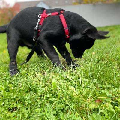 Hundetreffen-Welpen Sozialisierung-Bild