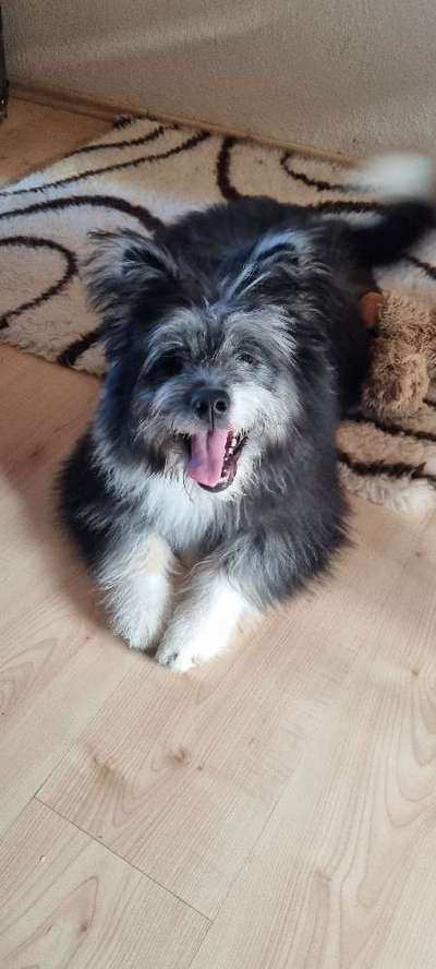 Dogorama Photo Challenge - Einmal lächeln bitte-Beitrag-Bild