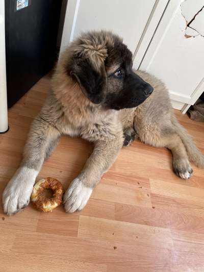 Seltene Rassen!-Beitrag-Bild