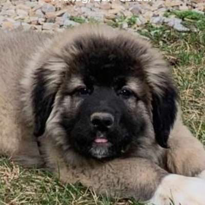 Hundetreffen-Welpen treffen-Bild