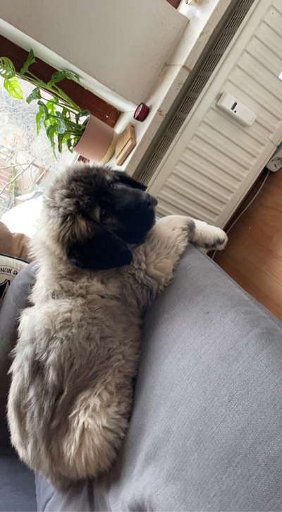 Welpen Bilder !-Beitrag-Bild