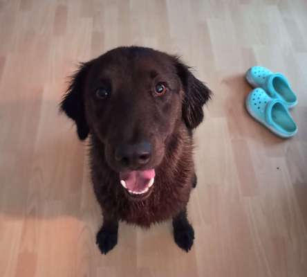 Die Dogorama Wochen Challenge: “Regenspaziergänge"-Beitrag-Bild