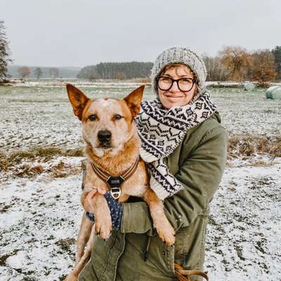 Hundetreffen-Seniorenhunde treffen sich-Profilbild