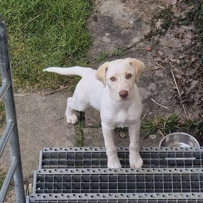 Hundetreffen-Hundekumpel zum Spazieren und Spielen-Bild