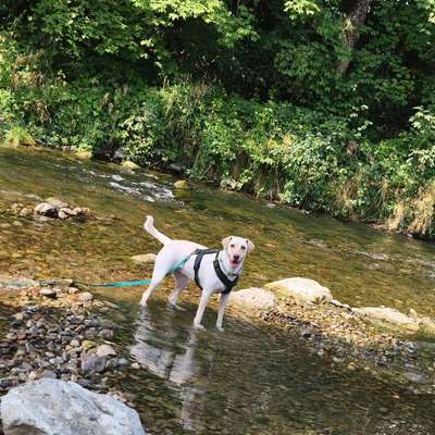 Hundetreffen-Hundekumpel zum Spazieren und Spielen-Bild