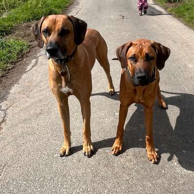 Hundetreffen-Ridgeback Treffen