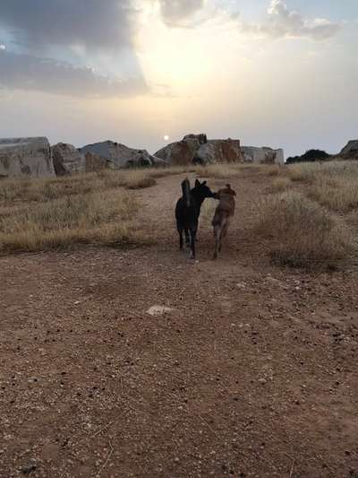 Fotochallenge liebespaare-Beitrag-Bild