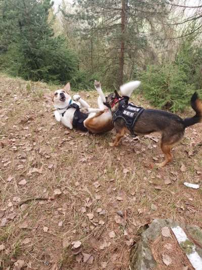 Lustigsten Grimassen von euren Hunden-Beitrag-Bild